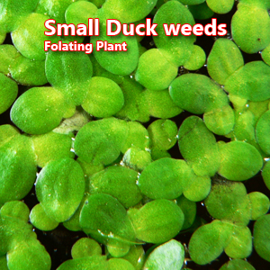 Small Duck weeds